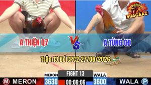 Trận 13 CPC2 27/08/2026 – Gà Anh Tùng Đá Cựa Đâm Như Máy Khâu