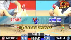 Trận 13 CPC7 29/08/2026 – Gà Úa Anh Thắng Đá Toàn Canh Ngay Mu Lưng