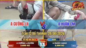 Trận 13 Tonhon 28/08/2026 – Gà Điều Anh Cường Lụm Trong 2 Nốt Nhạc