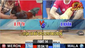 Trận 14 CPC2 29/08/2026 – Anh Khàn Tung Gà Bướm Ra Đá Quá Tốc Độ