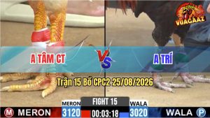 Trận 15 CPC2 25/08/2026 – Gà Que Anh Trí Đá Phản Lụm Ngược Anh Tâm