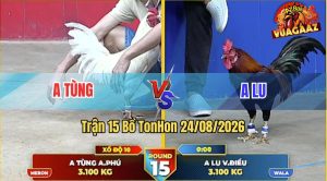 Trận 15 Tonhon 24/08/2026 – Anh Lu Đưa Gà Đi Bộ Vào Đá Cũng Lụm Tiền