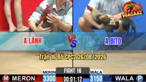Trận 16 CPC2 26/08/2026 – Gà Điều Anh Lành Tải Cựa Quá Khủng Khiếp
