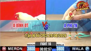 Trận 16 CPC2 29/08/2026 – Gà Bướm Anh Phi Canh Đâm Cây Cựa Quá Hiểm