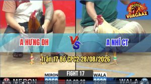 Trận 17 CPC2 28/08/2026 – Gà Điều Anh Hưng Đá Toàn Canh Ngay Mu Lưng