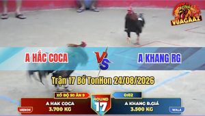 Trận 17 Tonhon 24/08/2026 – Gà Anh Khang Đá Cựa Đâm Như Giang Hồ