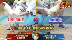 Trận 18 Tonhon 28/08/2026 – Gà Úa Anh Phương Cứng Mình Vẫn Thắng Ngược