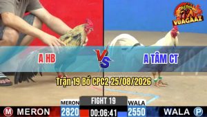 Trận 19 CPC2 25/08/2026 – Gà Chuối Cọp Anh HB Đá Như Cái Máy Khâu