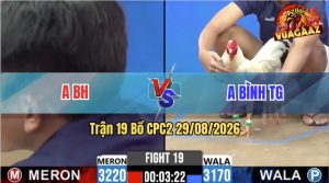 Trận 19 CPC2 29/08/2026 – Gà Điều Đá Cây Cựa Quá Nghiệt, Úa Lên Đường