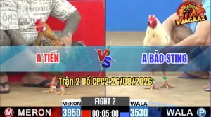 Trận 2 CPC2 26/08/2026 – Idol Bảo Sting Đụng Độ Với Anh Tiến