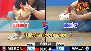 Trận 20 CPC2 29/08/2026 – Anh Nhí Chưa Thả Gà Đã Bị Anh Vãng Dí Ăn 7
