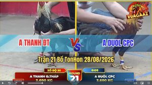 Trận 21 Tonhon 28/08/2026 – Gà Khét Anh Duol Đá Đối Thủ Không Kịp Thở