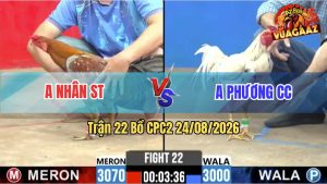 Trận 22 CPC2 24/08/2026 – Gà Xám Anh Nhẫn Đá Siết 1 Hơi Tốc Độ