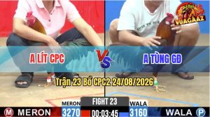 Trận 23 CPC2 24/08/2026 – Gà Anh Tùng GĐ Đá Cựa Đâm Như Cái Máy