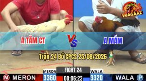 Trận 24 CPC2 25/08/2026 – Gà Bướm Anh Tâm CT Đá Như Cái Máy