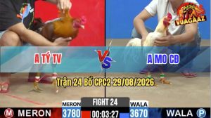 Trận 24 CPC2 29/08/2026 – Gà Bướm Anh Mo Điềm Tĩnh Đá Gọn 1 Cây