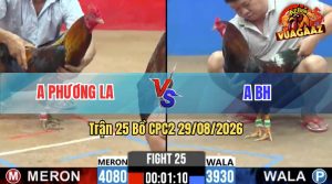 Trận 25 CPC2 29/08/2026 – Gà Điều Đuôi Lao Có Đòn Đá Quá Hiểm Hóc