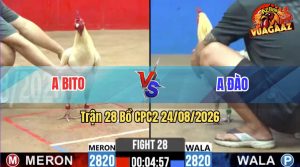Trận 28 CPC2 24/08/2026 – Gà Bướm Anh Đào Gồng Gánh Cứu Chủ