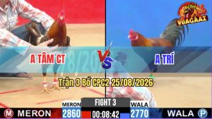 Trận 3 CPC2 25/08/2026 – Gà Khét Anh Quyền Đá Cựa Đâm Như Đời Tới