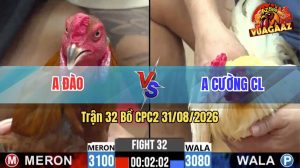 Trận 32 CPC2 31/08/2026 – Gà Úa Anh Cường CL Quá Lì Đòn