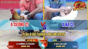Trận 4 Xà Xía 06/08/2026 – Gà Úa Anh Na Đá Cựa Đâm Dính Như Keo