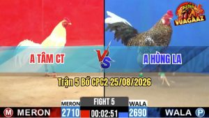 Trận 5 CPC2 25/08/2026 – Gà Úa Anh Tâm Đá Canh Chặn Quá Hay