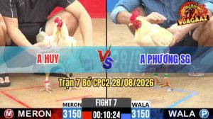 Trận 7 CPC2 28/08/2026 – Gà Anh Huy Đá Toàn Canh Đâm Cựa Mu Lưng
