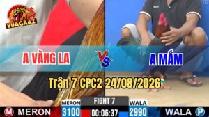 Trận 7 CPC2 Ngày 24/08/2026 Trên Vua Gà AZ