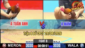 Trận 8 CPC7 29/08/2026 – Anh Nam Đánh Bại Anh Tuấn Anh Dễ Dàng