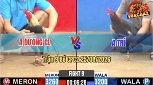 Trận 9 CPC2 25/08/2026 – Gà Điều Đá Cây Quá Nặng, Chuối Lật Xe