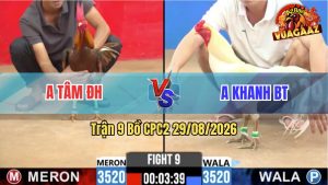 Trận 9 CPC2 29/08/2026 – Gà Khét Anh Tâm Đá Canh Chặn Quá Khôn Khéo