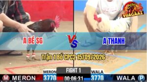 Trận 1 CPC2 15/09/2026 – Gà Điều Anh Bé Canh Chặn Quá Hay