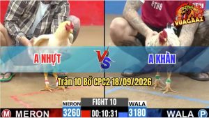 Trận 10 CPC2 18/09/2026 – Gà Anh Khàn Đâm Cựa Khủng, Nạp Đúng 2 Cước