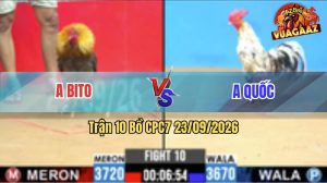 Trận 10 CPC7 23/09/2026 – Gà Anh Quốc Đá Đòn Cựa Quá Hiểm Hóc
