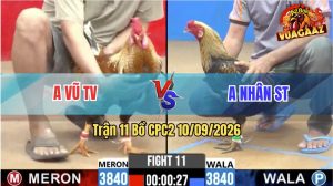 Trận 11 CPC2 10/09/2026 – Gà Anh Nhân Đá Cựa Đâm Như Đời Tới