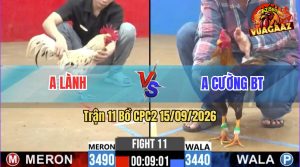 Trận 11 CPC2 15/09/2026 – Gà Xám Anh Cường BT Lật Kèo Thành Công