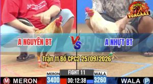 Trận 11 CPC2 25/09/2026 – Gà Bướm Anh Nhựt Chụp Dính Là Có Cựa