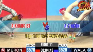 Trận 11 CPC7 23/09/2026 – Gà Que Anh Khang Tải Cựa Quá Tốt