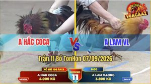 Trận 11 Tonhon 07/09/2026 – Anh Hắc Coca Đụng Độ Với Anh Lam VL
