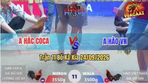 Trận 11 Xà Xía 24/09/2026 – Gà Anh Hắc Coca Chồng Độ Phản Kèo Ăn 1