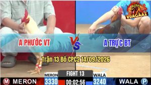 Trận 13 CPC2 14/09/2026 – Gà Điều Anh Trực Có Chân Cựa Chí Mạng