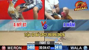 Trận 13 CPC2 19/09/2026 – Gà Cú Anh Mỹ BT Đá Nhanh Như Điện