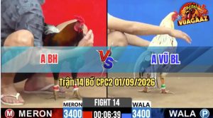 Trận 14 CPC2 01/09/2026 – Gà Điều Canh Chặn Hay, Gà Bướm Bay Bồ