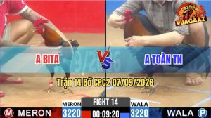 Trận 14 CPC2 07/09/2026 – Anh Bita Đưa Gà Cọp Vào Đá Đâm Quá Dâm