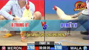 Trận 14 CPC2 20/09/2026 – Gà Anh Trung Đá Toàn Đâm Cựa Mu Lưng
