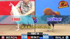 Trận 14 CPC2 25/09/2026 – Gà Điều Anh Cường Canh Chặn Khôn Như Người