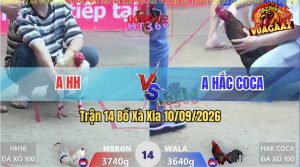 Trận 14 Xà Xía 10/09/2026 – Gà Anh Hắc Coca Đá Cái Bo Như Lấy Cây Đập