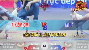 Trận 14 Xà Xía 24/09/2026 – Anh Kiểm Cà Mau Nài Gà Quá Đẳng Cấp