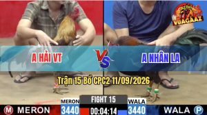 Trận 15 CPC2 11/09/2026 – Gà Xám Anh Hải Đá Chân Nào Cũng Dính Cựa