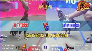 Trận 15 Xà Xía 24/09/2026 – Gà Bông Anh Minh ST Toàn Canh Đá Mu Lưng